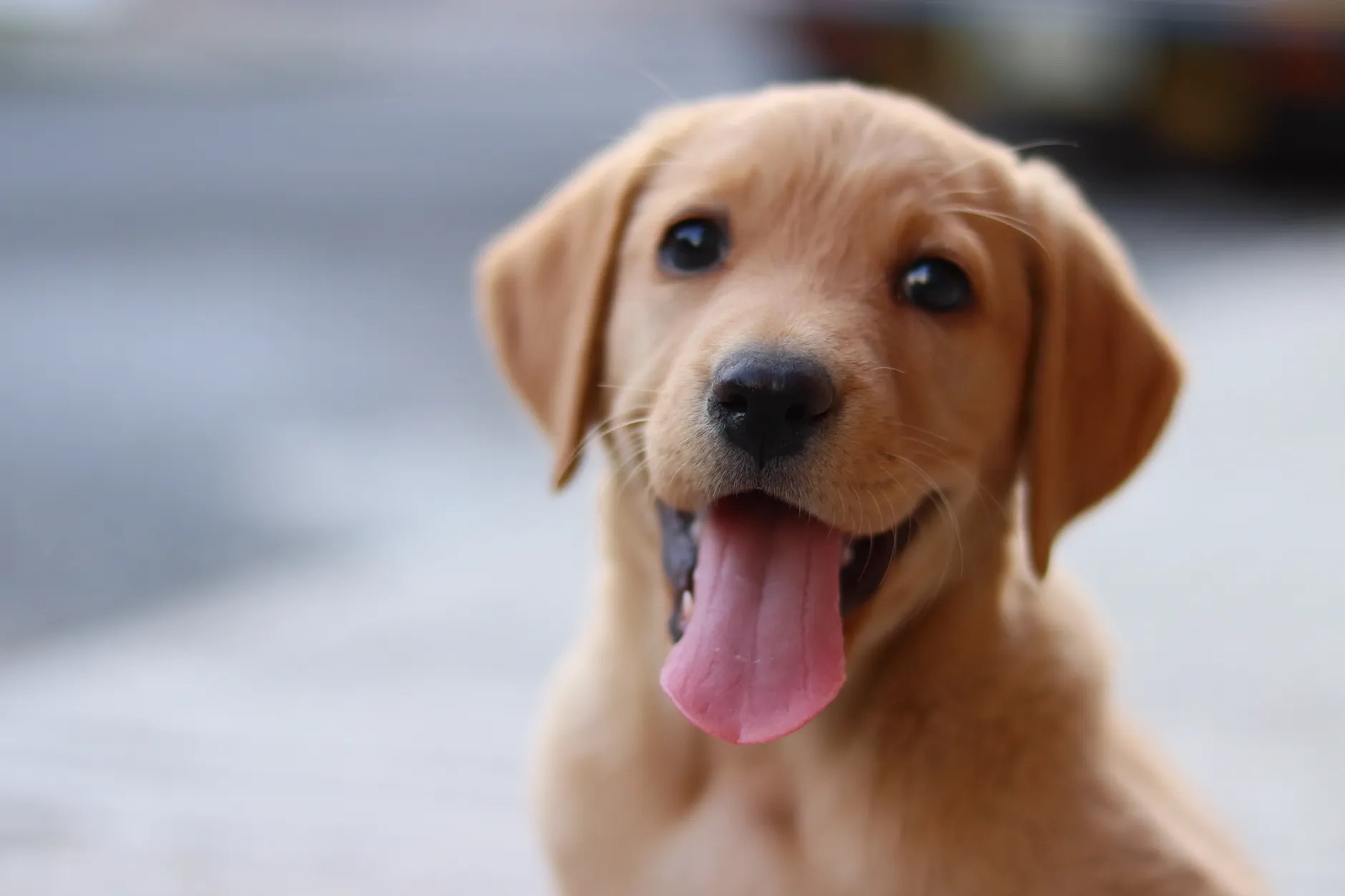 Cute Labrador Retriever puppy with tongue out sitting outdoors, looking playful.