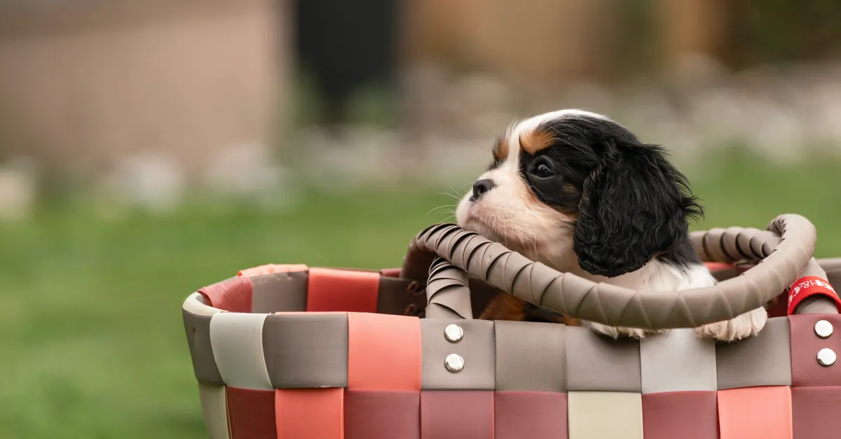 Adorable Cavalier King Charles Spaniel puppy sitting in a colorful woven basket on a grassy lawn.