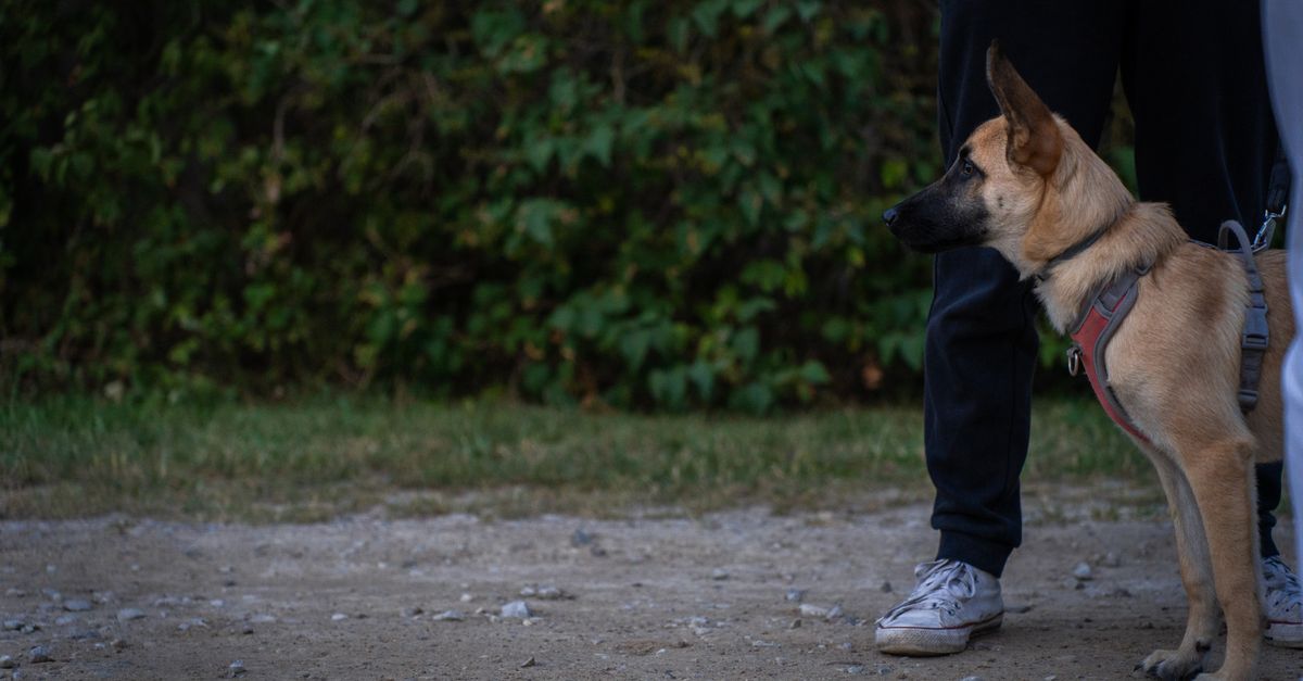 A German Shepherd dog stands attentively next to a person in a park setting.