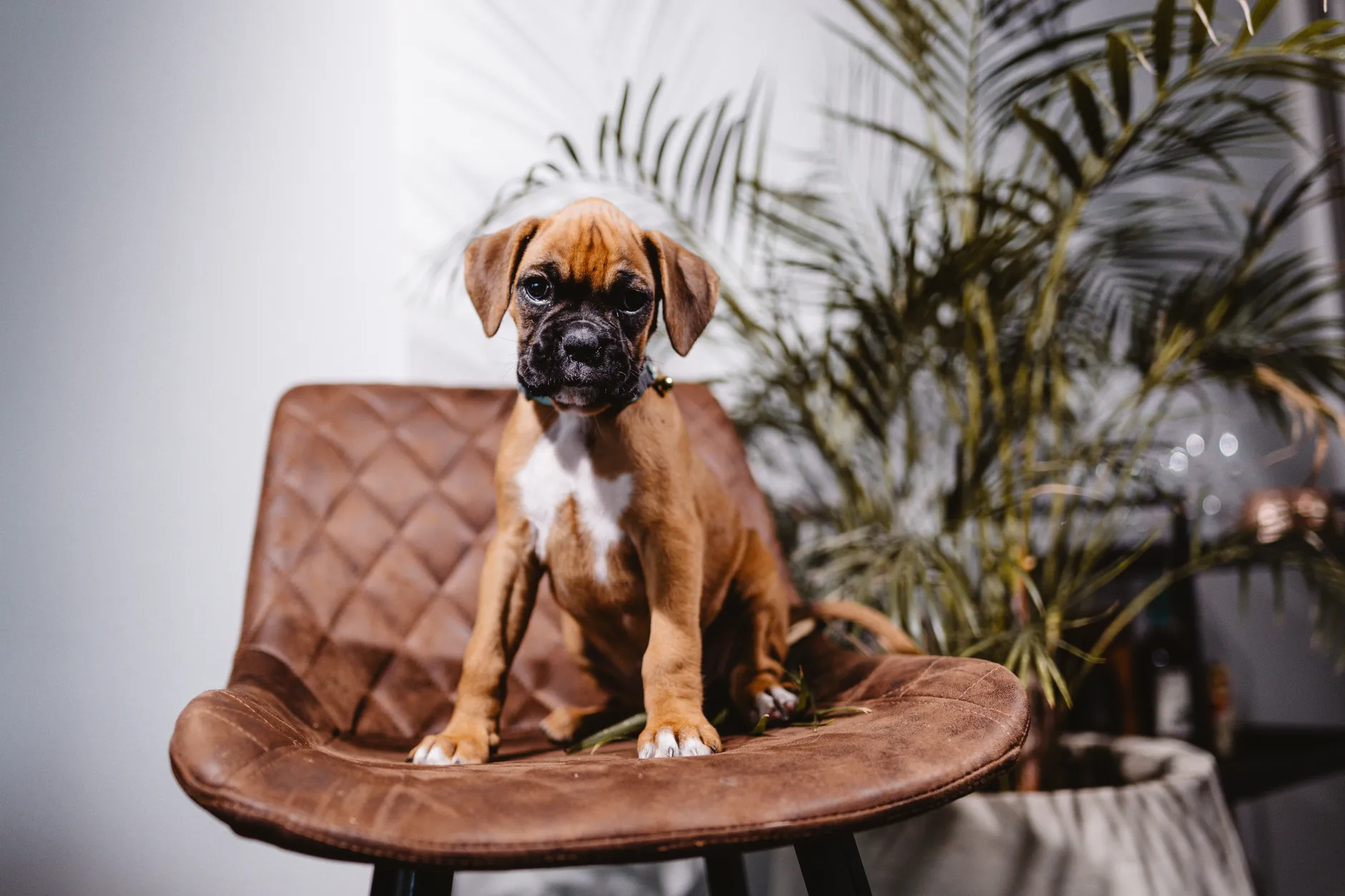 Charming boxer puppy sitting on a leather chair with plants in the background, indoors.