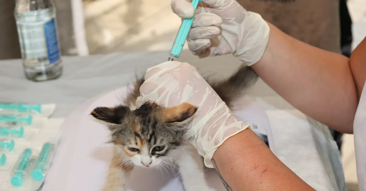 A kitten receiving a vaccination shot from a vet outdoors, highlighting pet care and animal welfare.