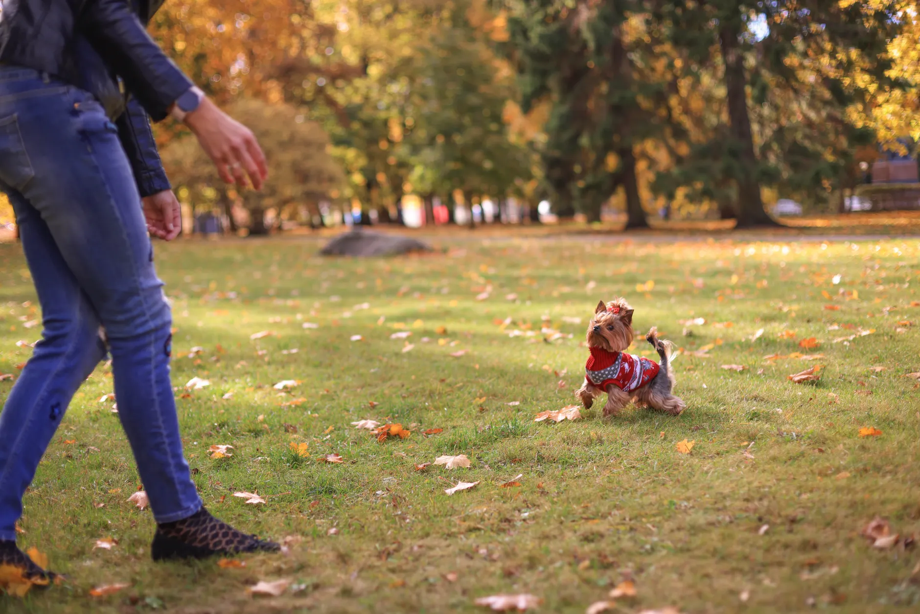 A lively Yorkshire Terrier in a red sweater enjoys playtime in a sunlit autumn park.