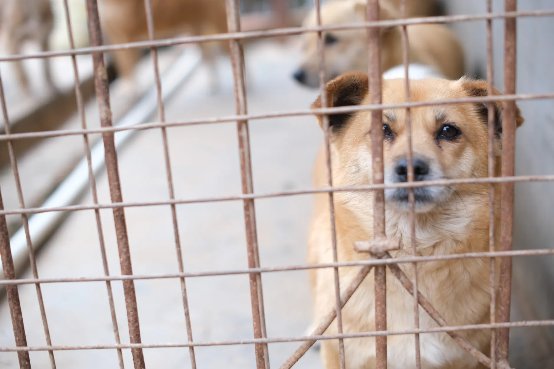 A soulful brown dog peering through a metal cage, capturing a moment of animal life in shelter.
