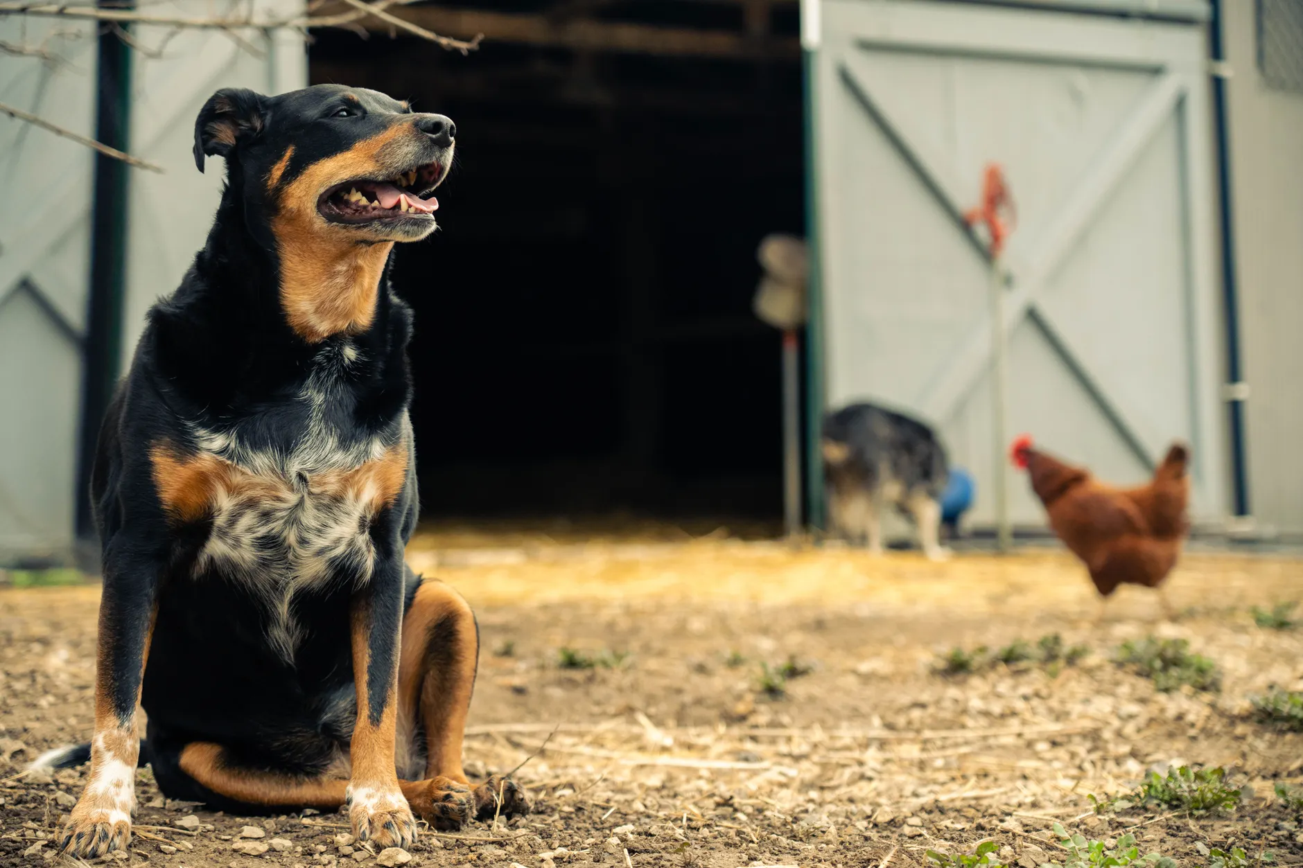 A black dog sits watchfully in front of a barn, with a hen in the background.