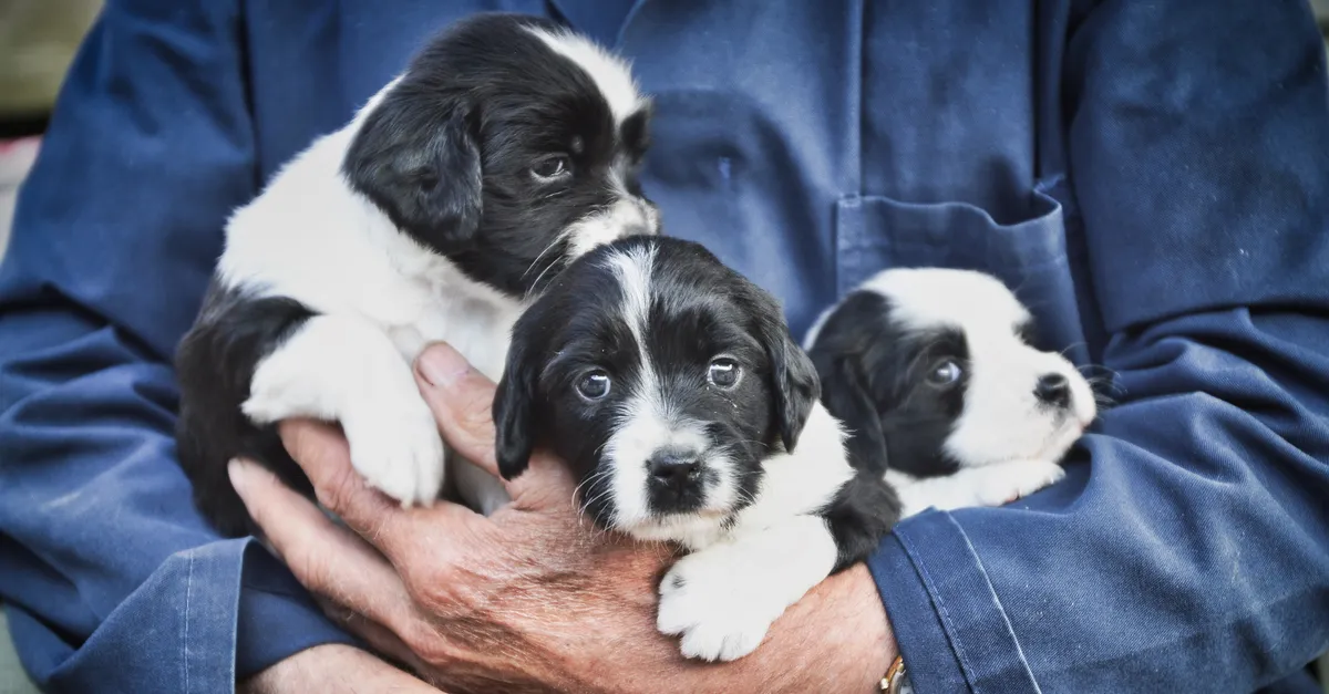 Three adorable black and white puppies cradled in a person's arms, showcasing warmth and affection.