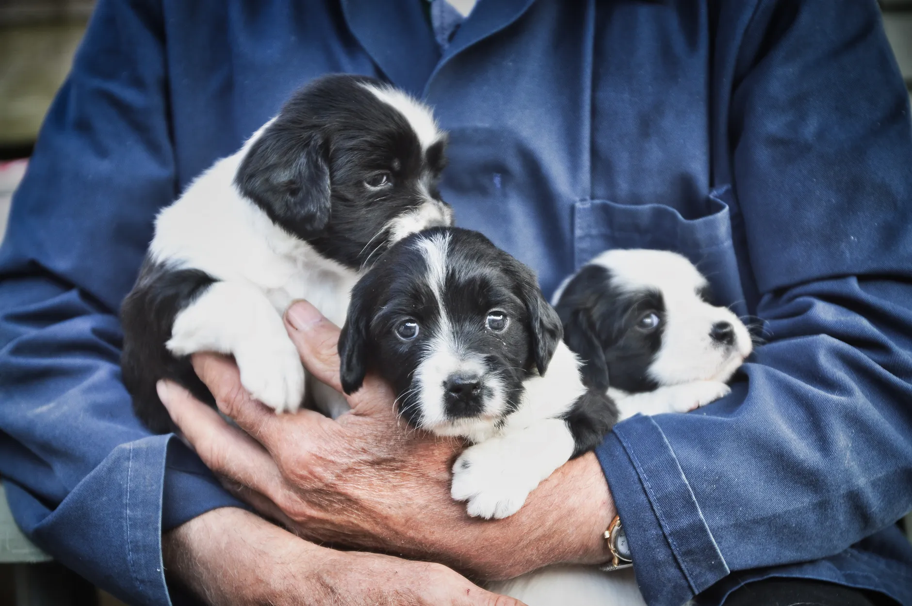 Three adorable black and white puppies cradled in a person's arms, showcasing warmth and affection.