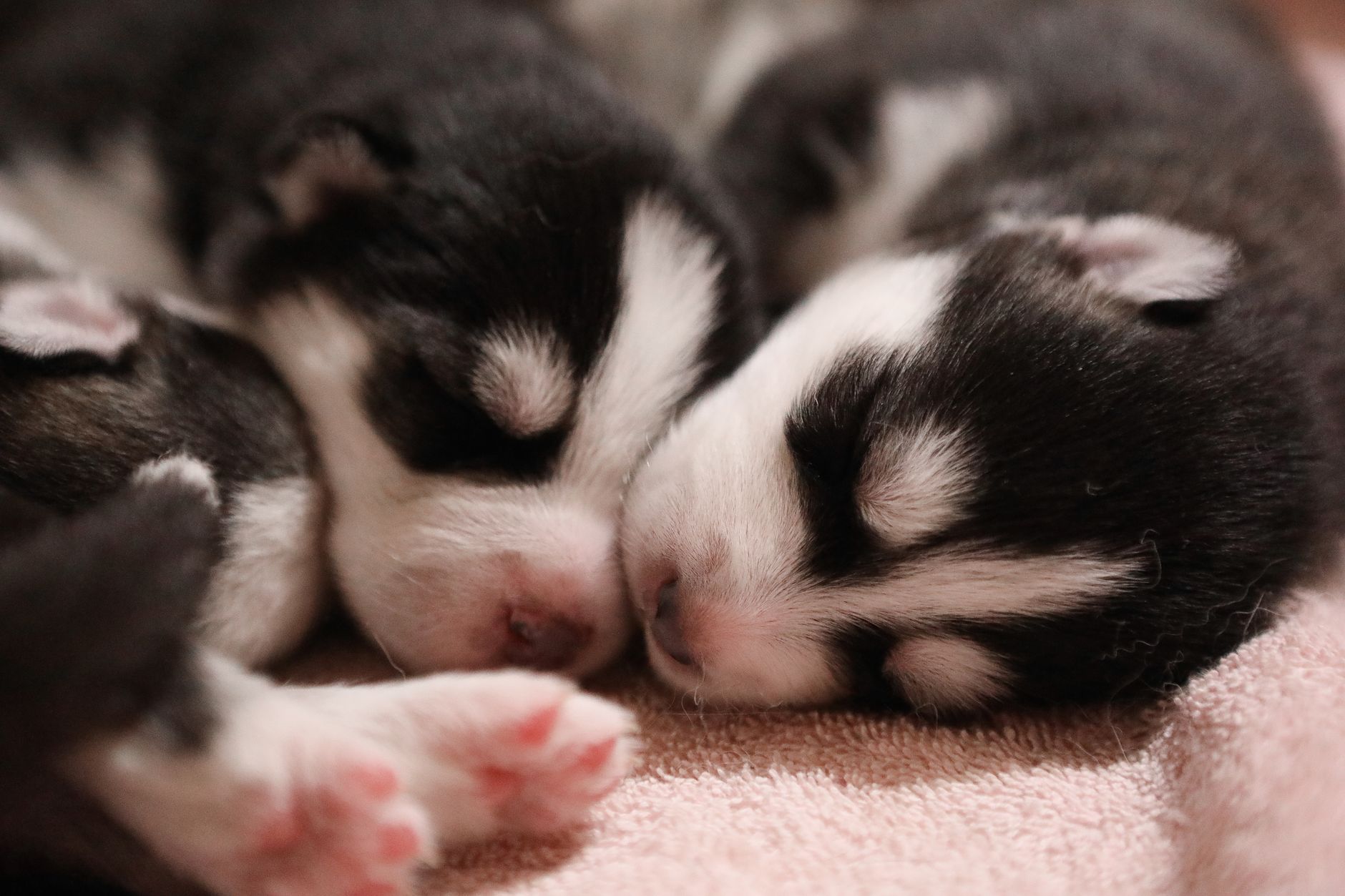 Cute Siberian Husky puppies sleeping together in a cozy setting, showcasing their fluffy fur and peaceful demeanor.