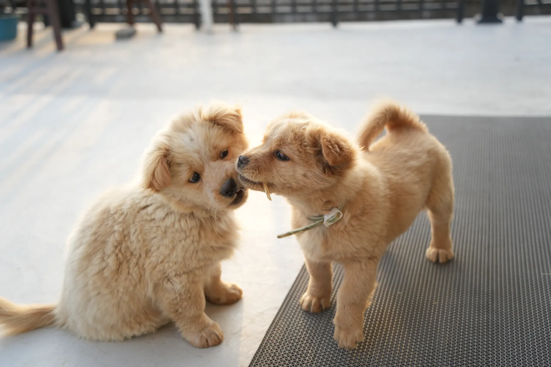 Two fluffy golden puppies playfully interacting on an outdoor rooftop setting.