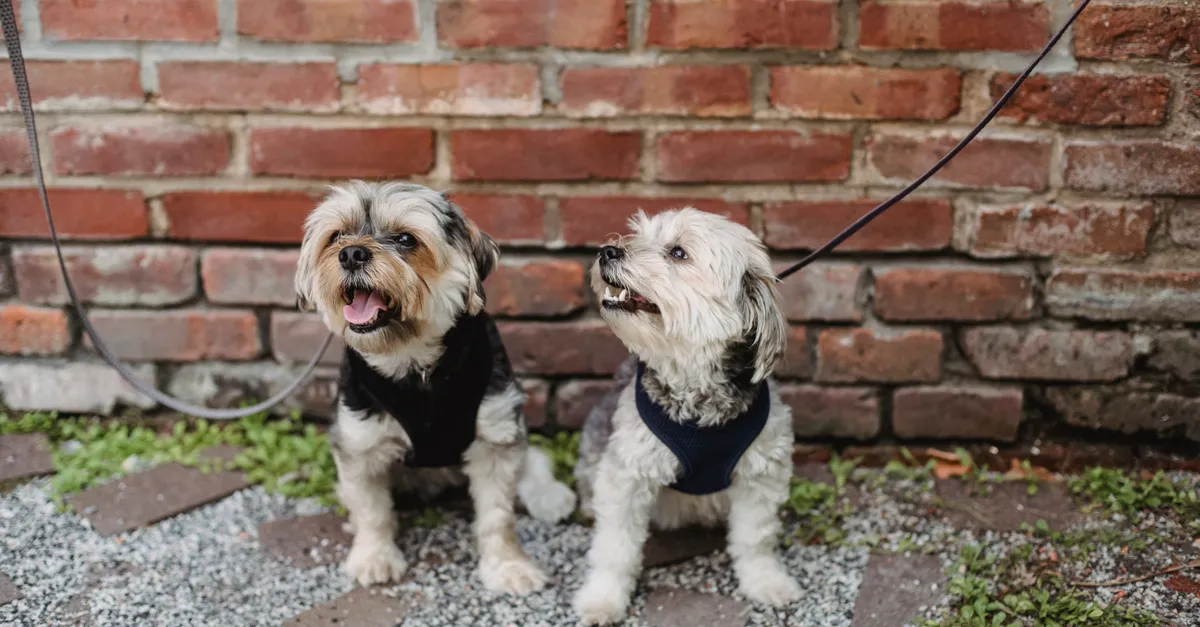 Full length cute fluffy Yorkshire terrier and West Highland White Terrier on leashes sitting together on ground in backyard against brick wall