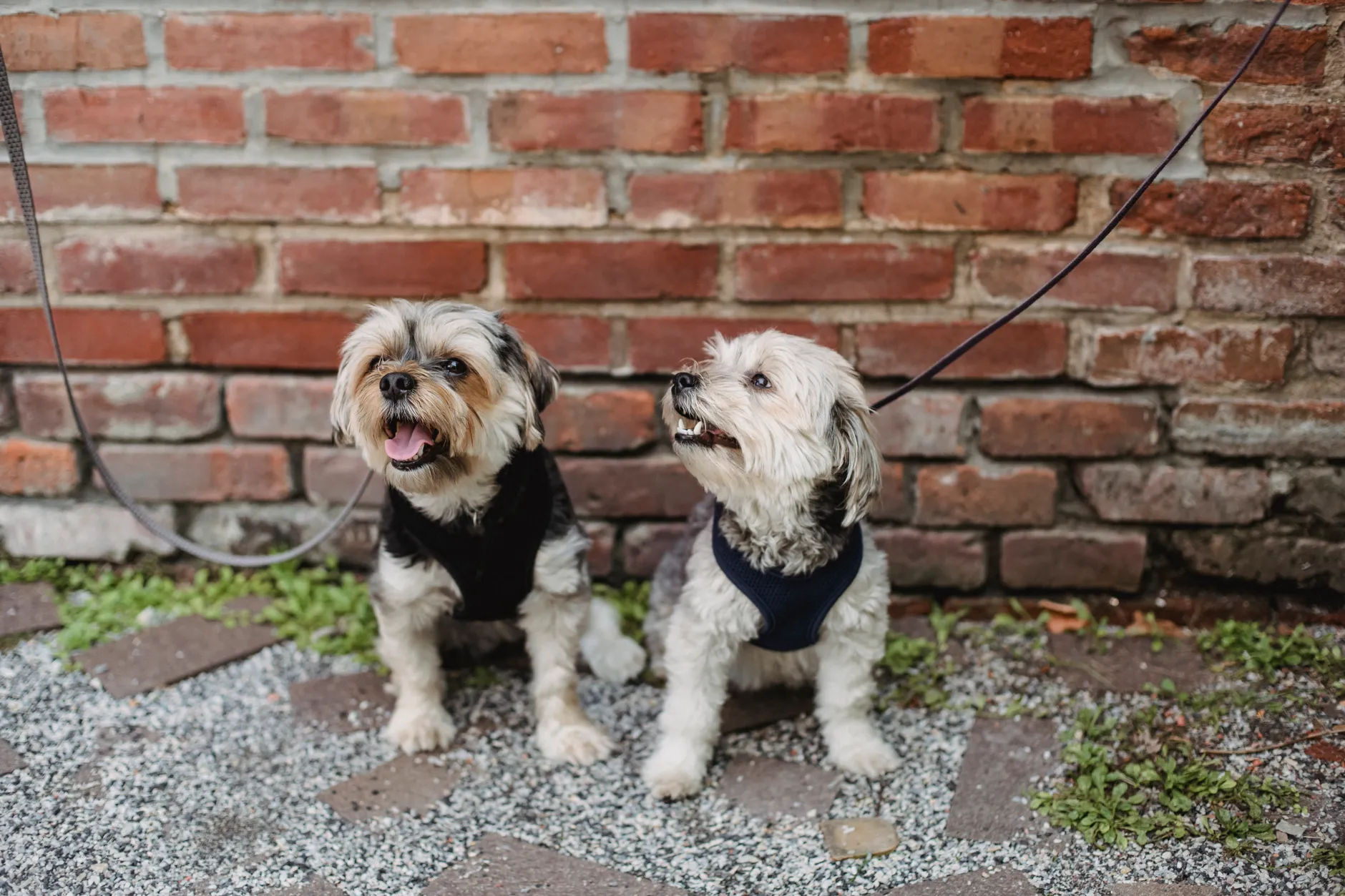 Full length cute fluffy Yorkshire terrier and West Highland White Terrier on leashes sitting together on ground in backyard against brick wall