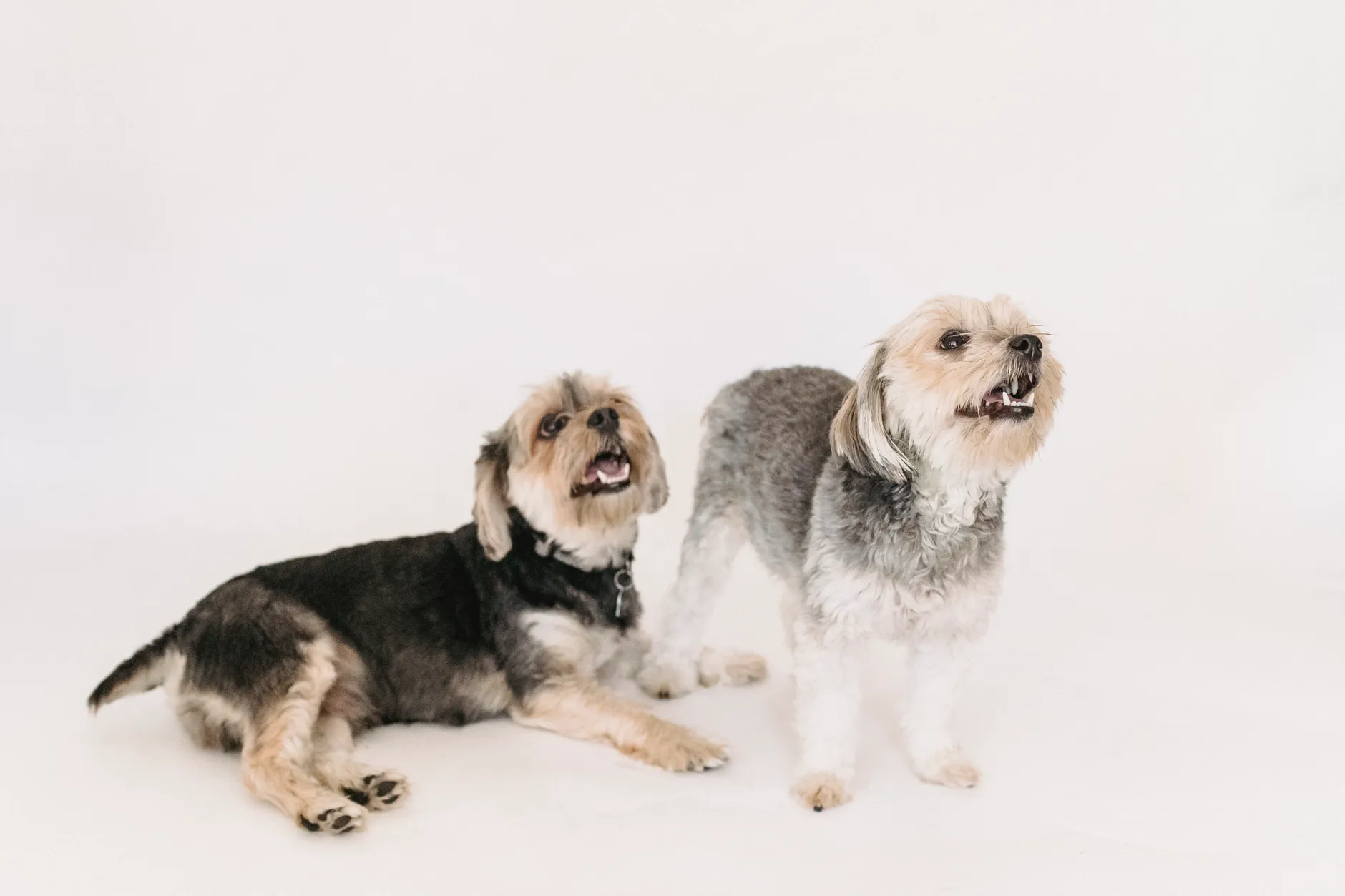 Funny playful fluffy dogs with mouth opened standing and lying on white background of studio
