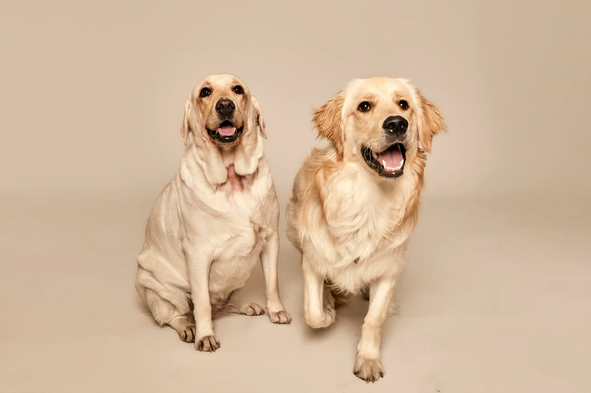 Two golden retrievers sitting and smiling at the camera on a neutral backdrop.