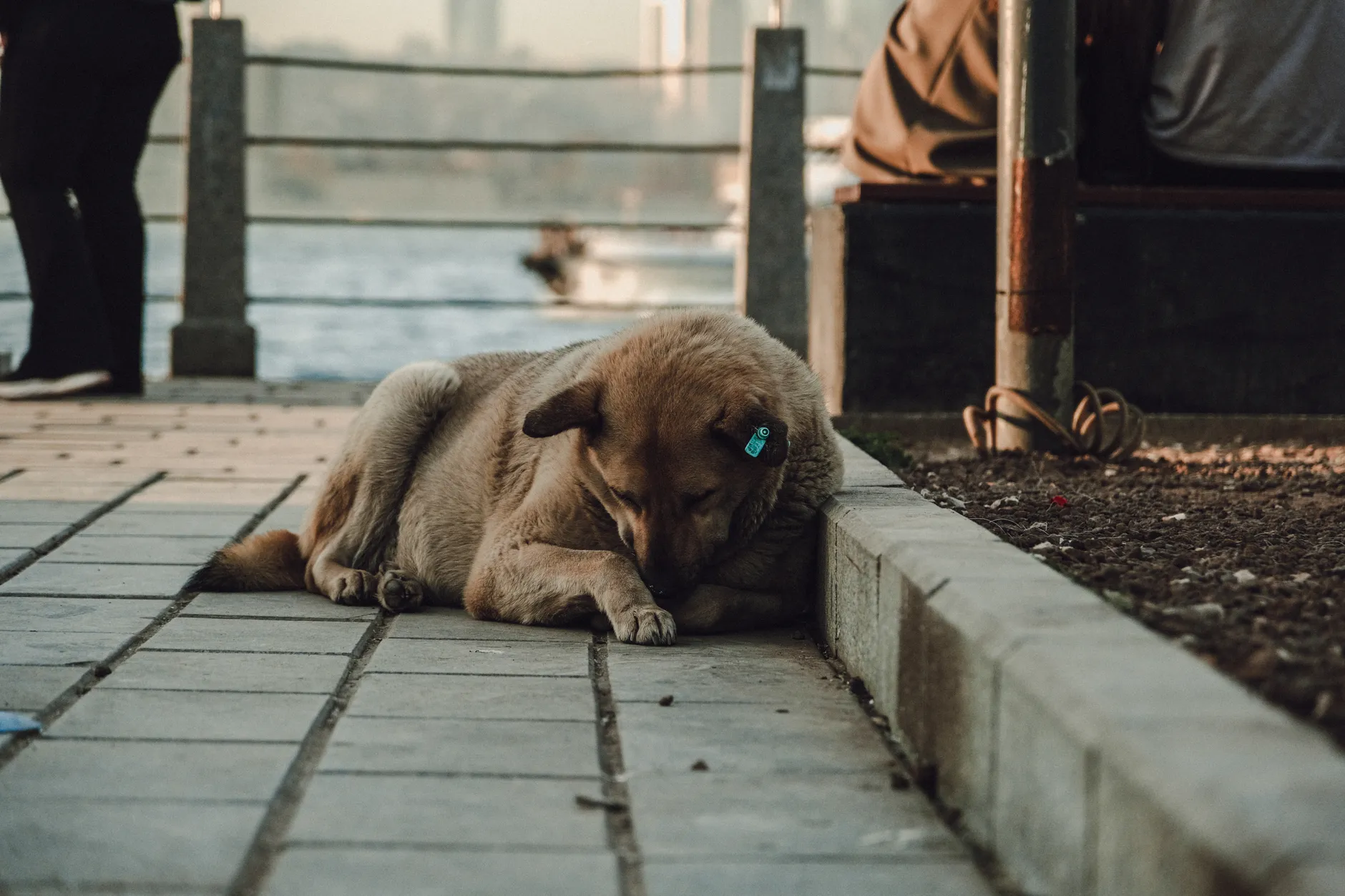 A stray dog sleeping peacefully on a city sidewalk by the water's edge.