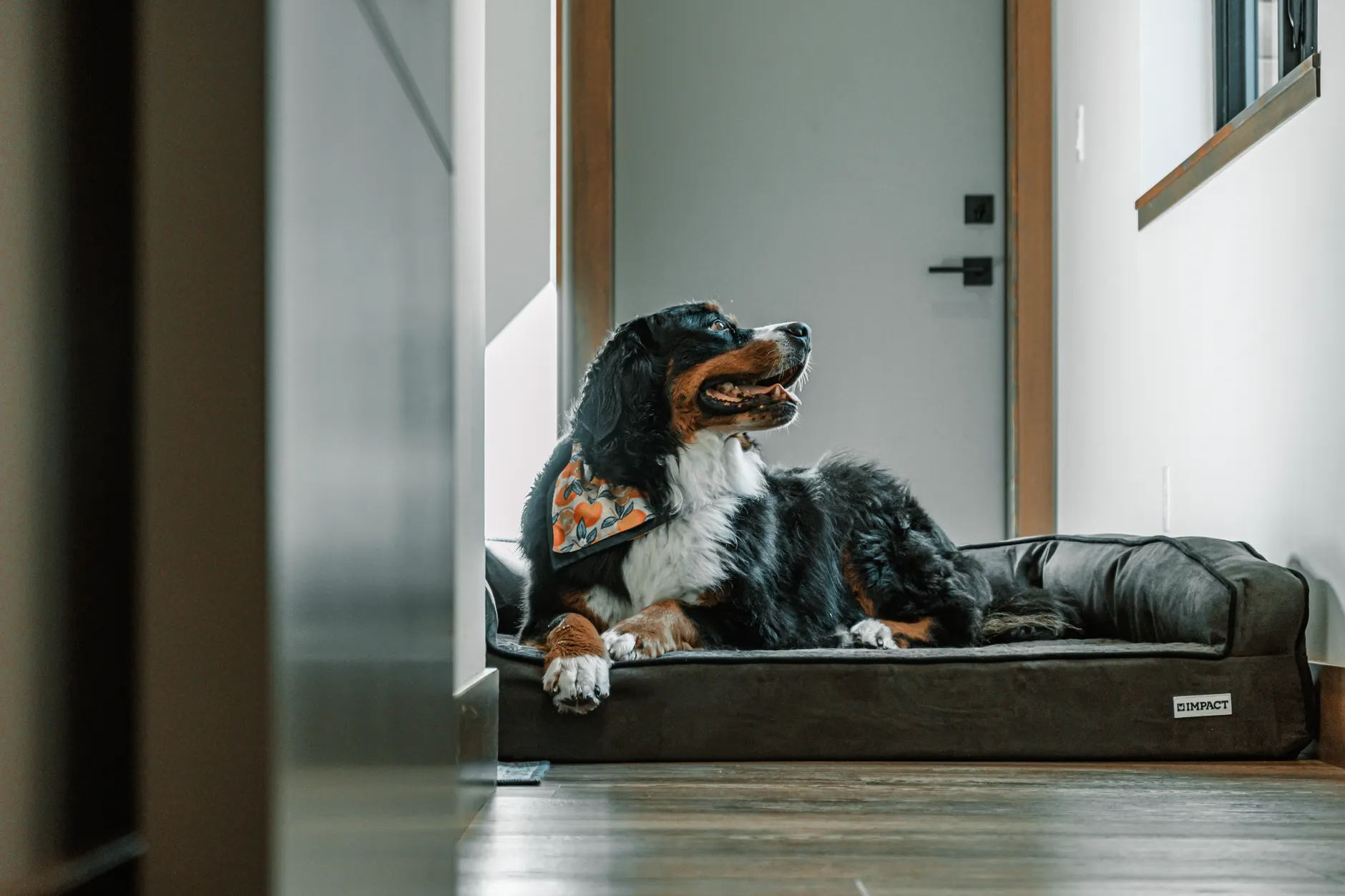 Cute Bernese Mountain Dog on a cozy dog bed indoors, smiling and relaxed.