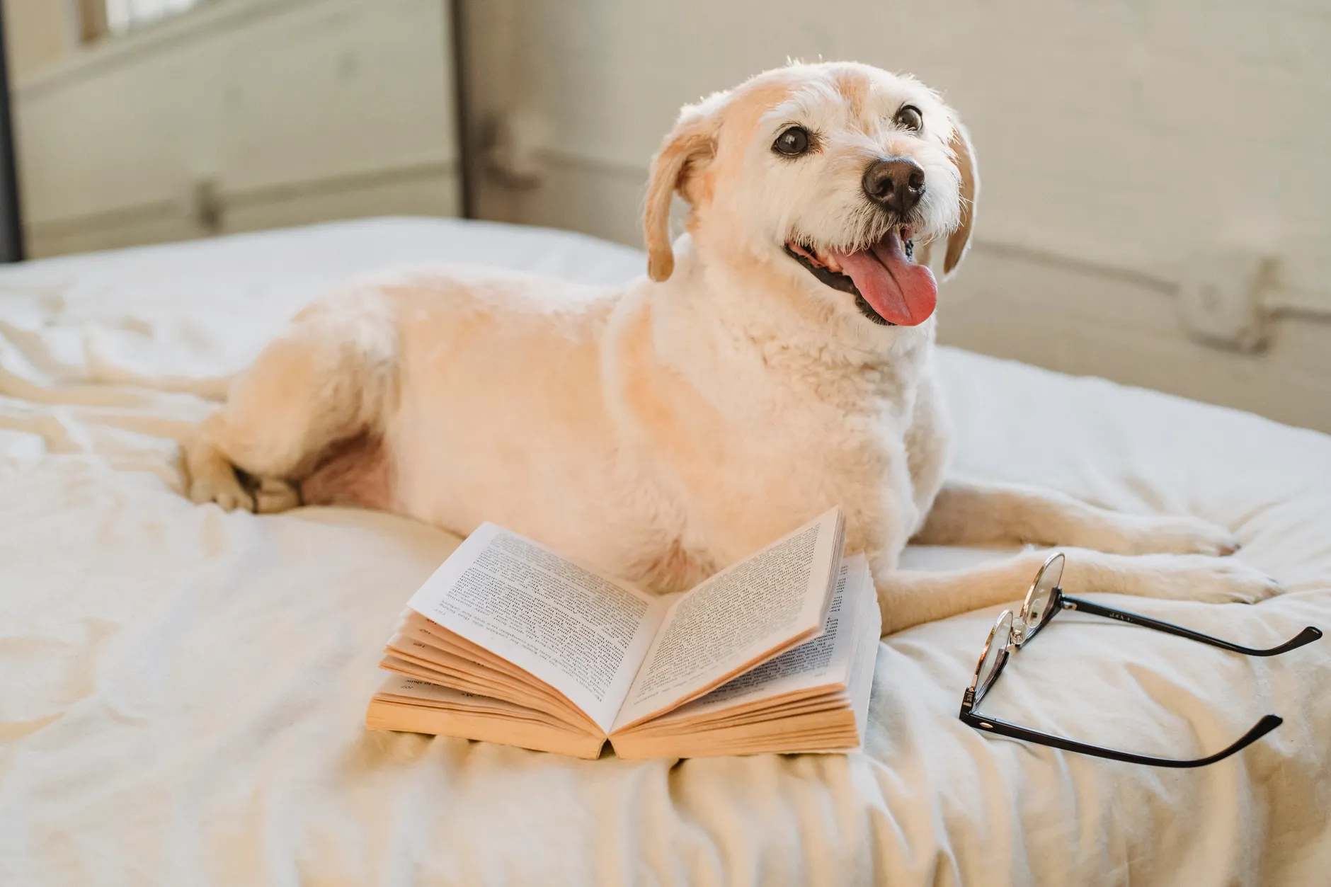 Full body young playful Labrador Retriever with mouth opened lying on comfortable bed with book and eyeglasses in modern bedroom
