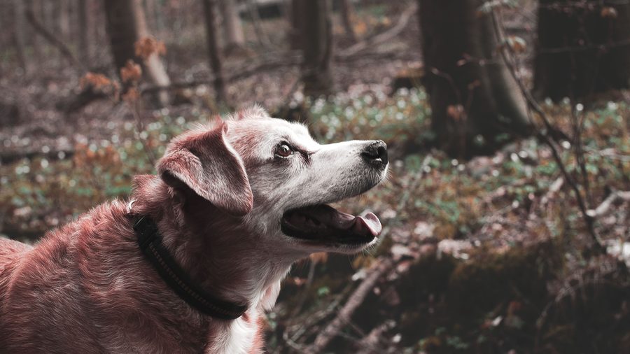 Senior dog with grey muzzle enjoying a walk through autumn woodland.