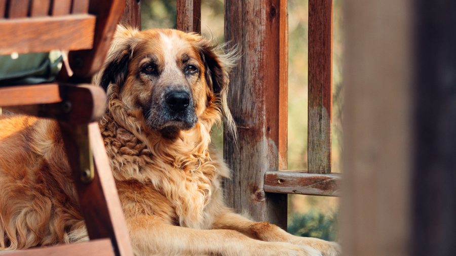 Golden senior dog resting on a wooden porch in warm sunlight.