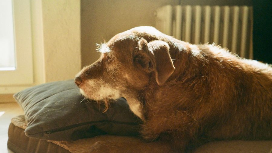 Older brown dog resting comfortably on a cushion indoors by a window.