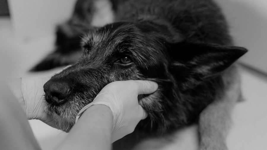 Veterinarian gently examining a senior dog during a health check-up.