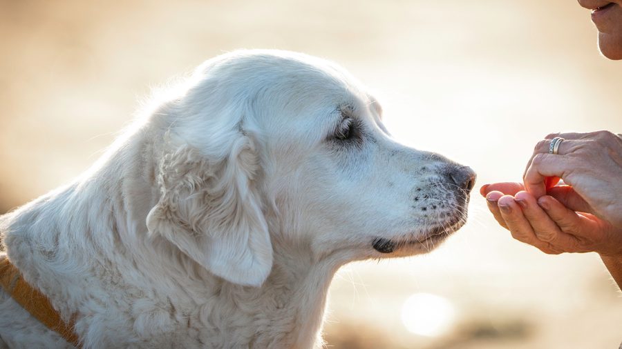 Senior white golden retriever being gently hand-fed a treat by its owner.