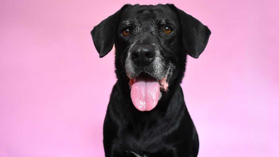 Black Labrador with grey muzzle looking directly at camera, pink background.