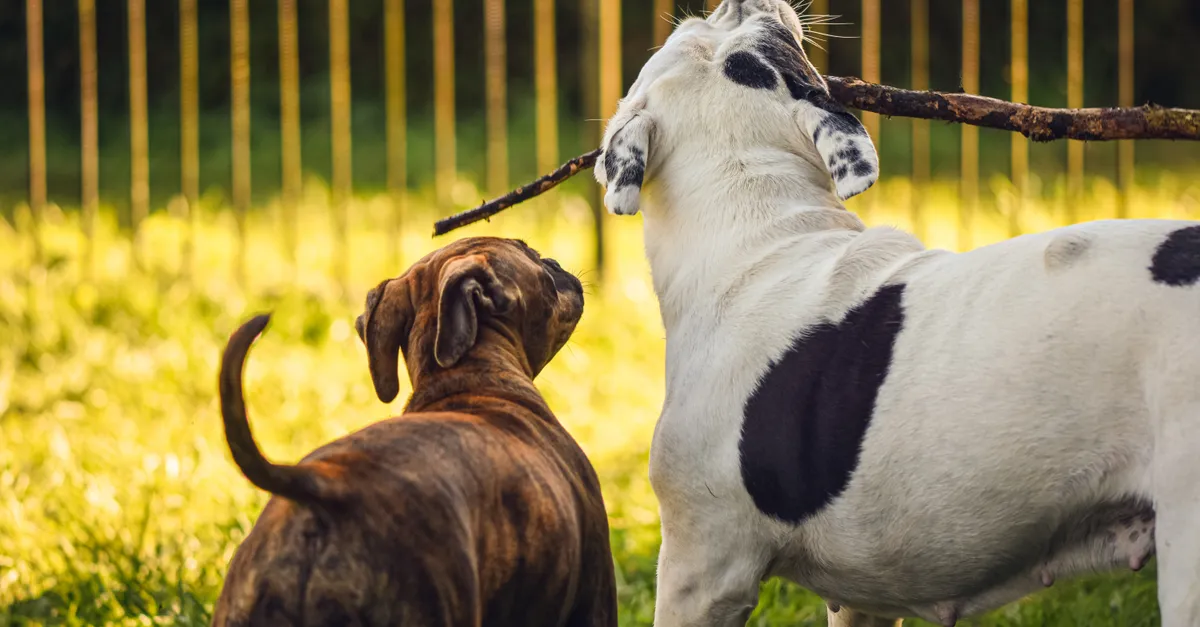 Two dogs playful with a stick in a sunny outdoor setting. Joyful pet moment.