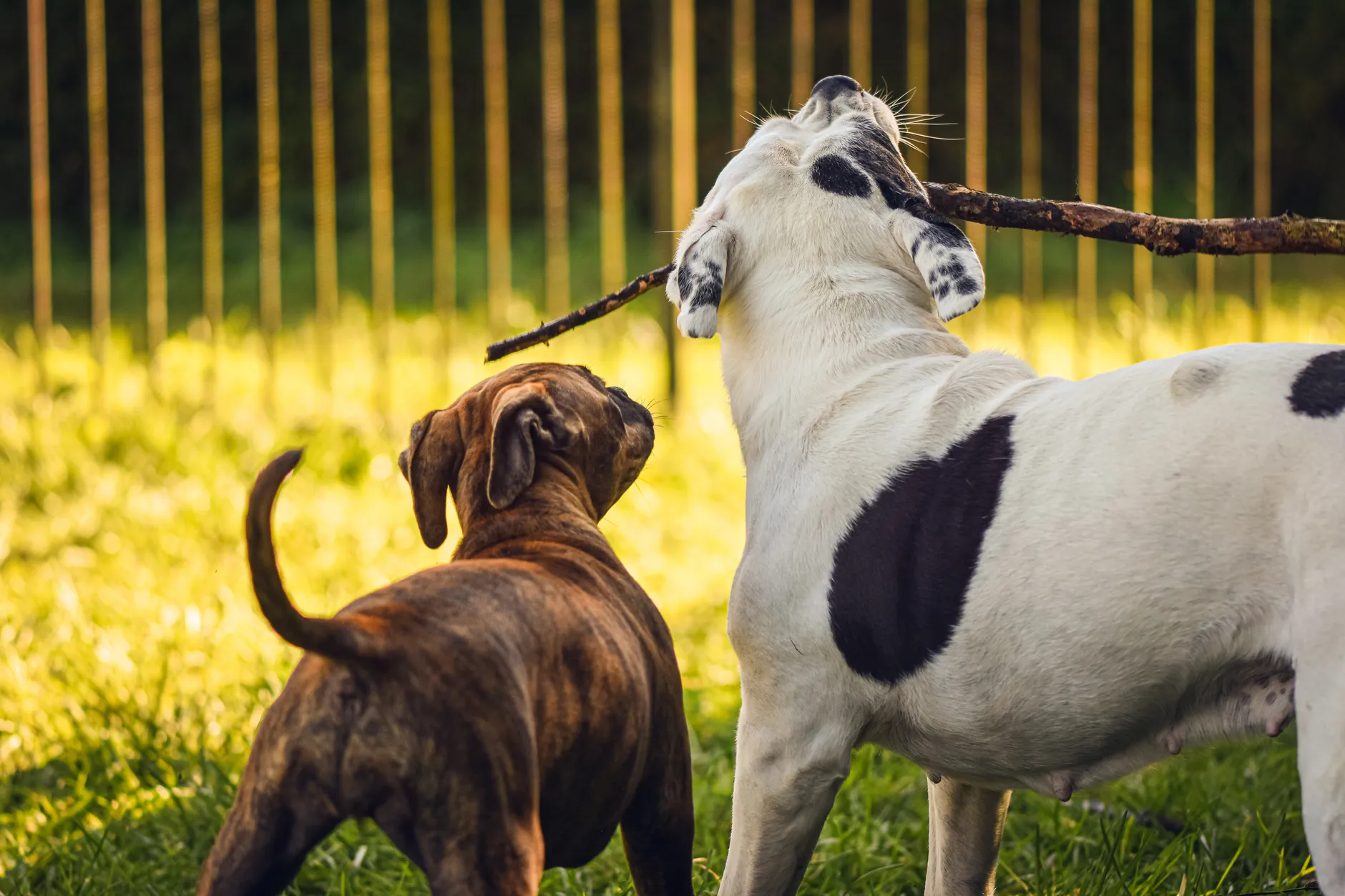 Two dogs playful with a stick in a sunny outdoor setting. Joyful pet moment.