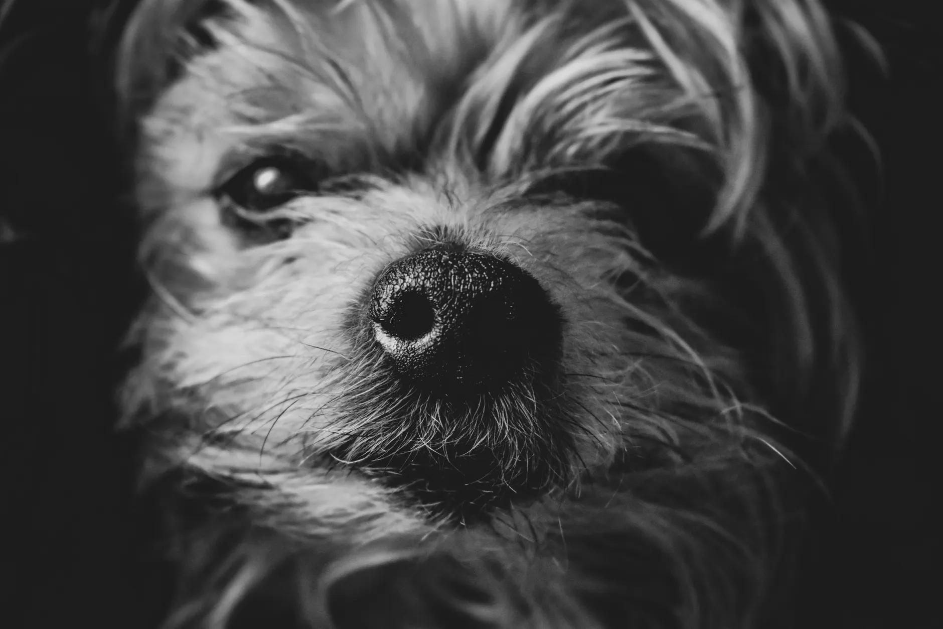 Monochrome close-up of a dog's face highlighting the snout and fur texture.