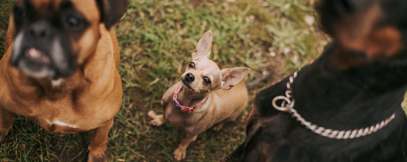 Three dogs of different breeds and sizes sitting together on grass