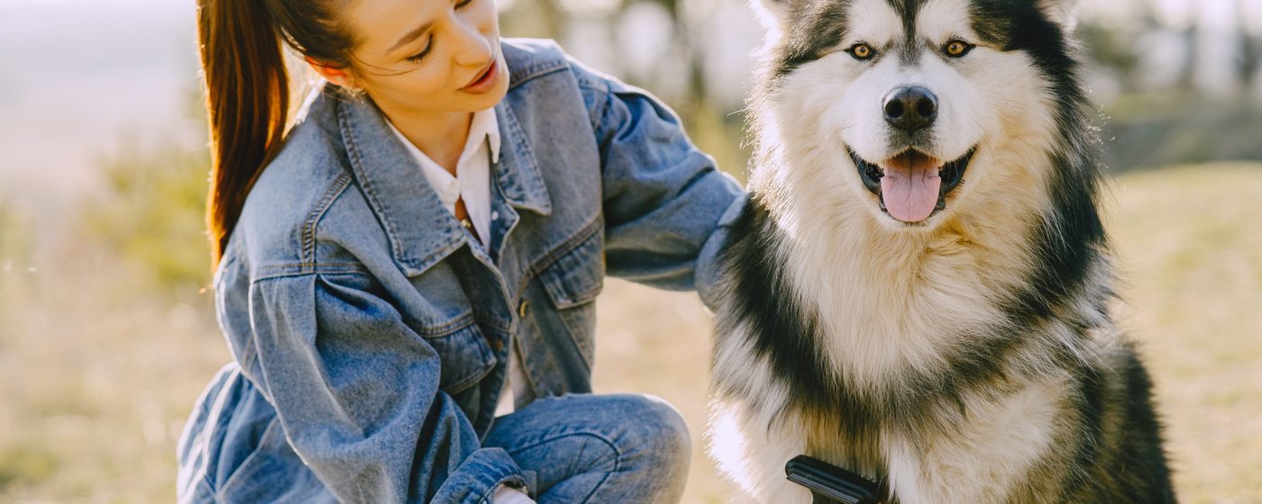 Woman grooming a happy Alaskan Malamute outdoors with a brush