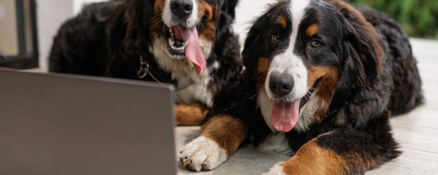 Two Bernese Mountain Dogs lying together with a laptop