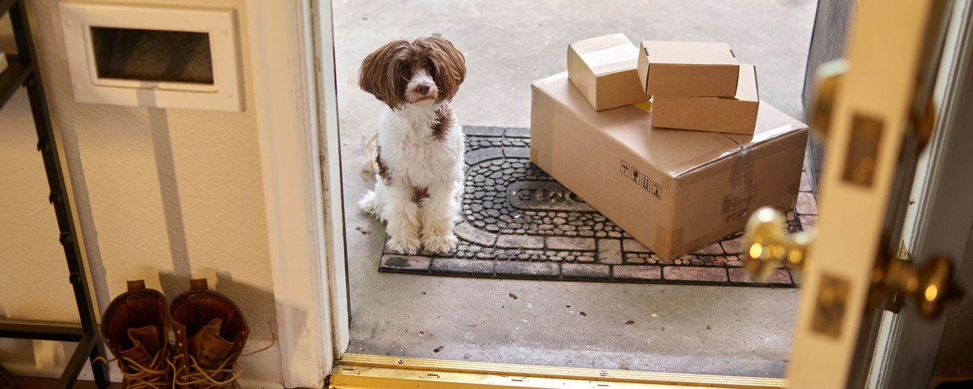 Small dog sitting at the front door next to delivery packages