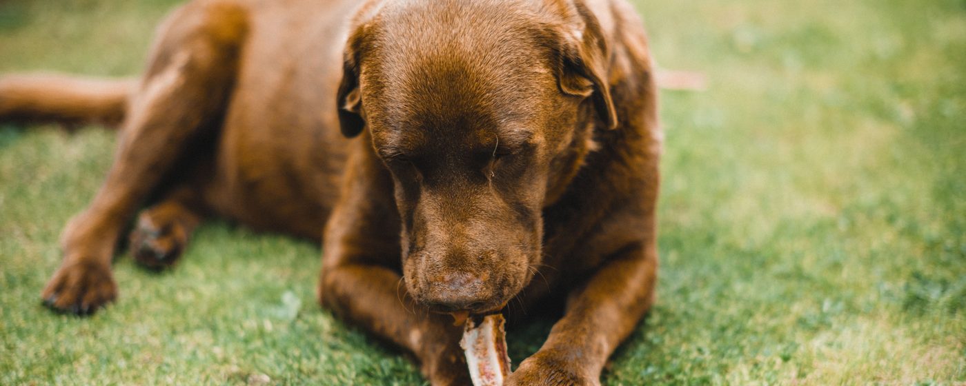 Chocolate Labrador Retriever lying on grass chewing a treat