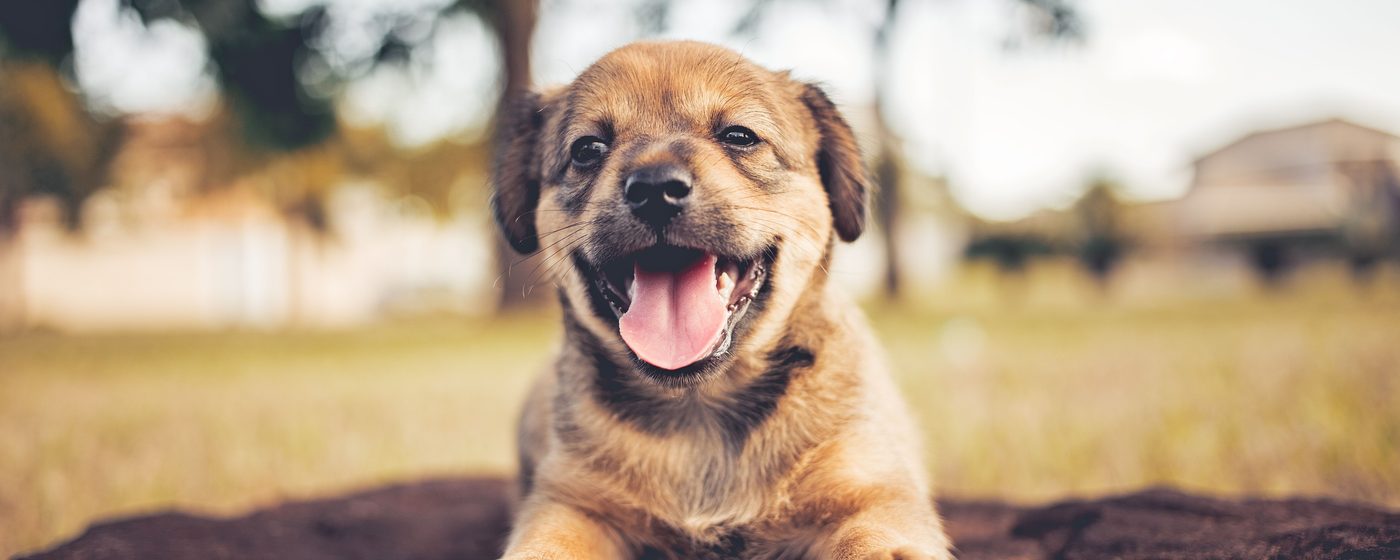 Happy puppy lying on the ground in a sunny park
