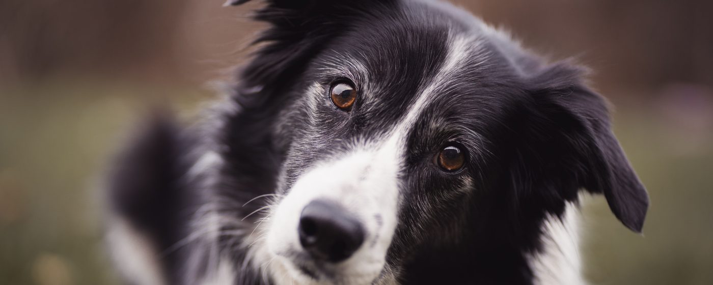 Border Collie with a thoughtful expression in soft outdoor light
