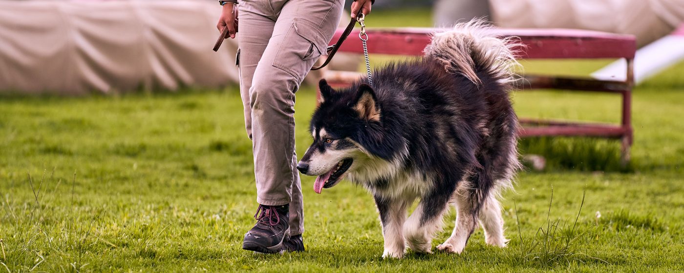 Dog walking on leash with handler at a training field